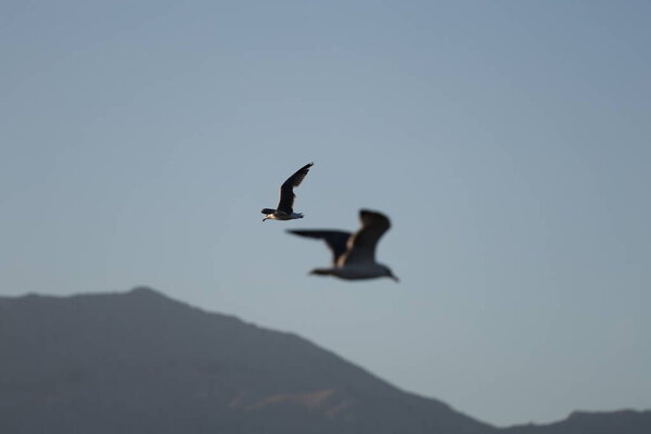 A bird above the water, a seagull. A large seagull on a lake in Turkey. Mountainous landscape of the lake.High quality photo