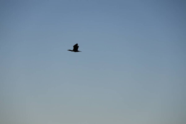 A bird above the water, a cormorant. a large black bird on a lake in Turkey.Mountainous lake scenery.High quality photo