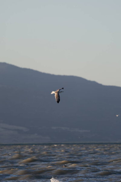 A bird above the water, a seagull. A large seagull on a lake in Turkey. Mountainous landscape of the lake.High quality photo