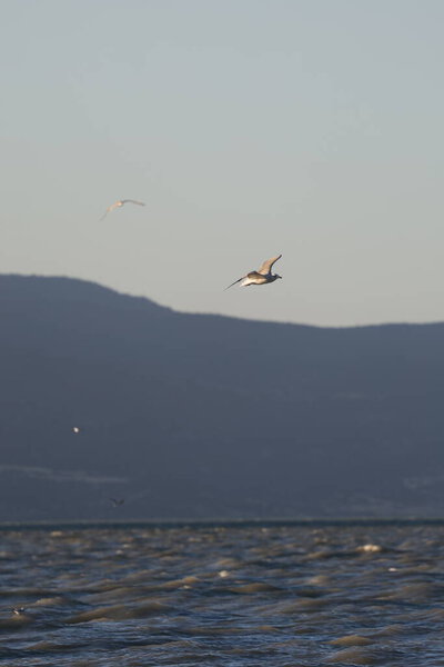 A bird above the water, a seagull. A large seagull on a lake in Turkey. Mountainous landscape of the lake.High quality photo