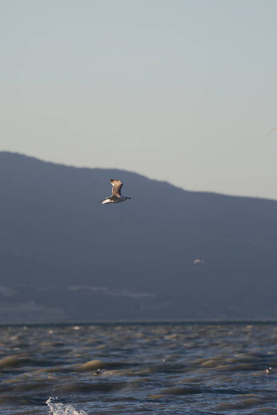 A bird above the water, a seagull. A large seagull on a lake in Turkey. Mountainous landscape of the lake.High quality photo