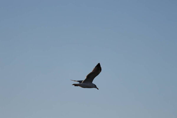 A bird above the water, a seagull. A large seagull on a lake in Turkey. Mountainous landscape of the lake.High quality photo
