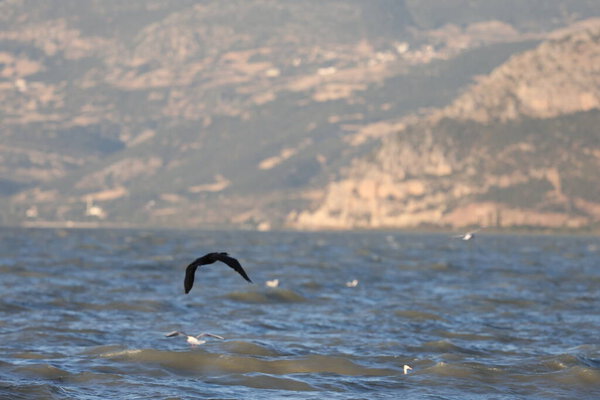 A bird above the water, a cormorant. a large black bird on a lake in Turkey.Mountainous lake scenery.High quality photo