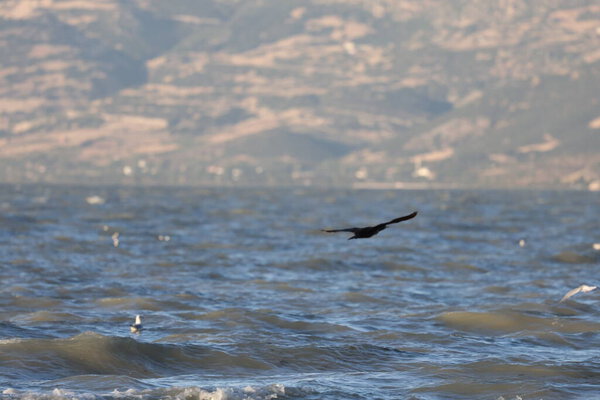 A bird above the water, a cormorant. a large black bird on a lake in Turkey.Mountainous lake scenery.High quality photo