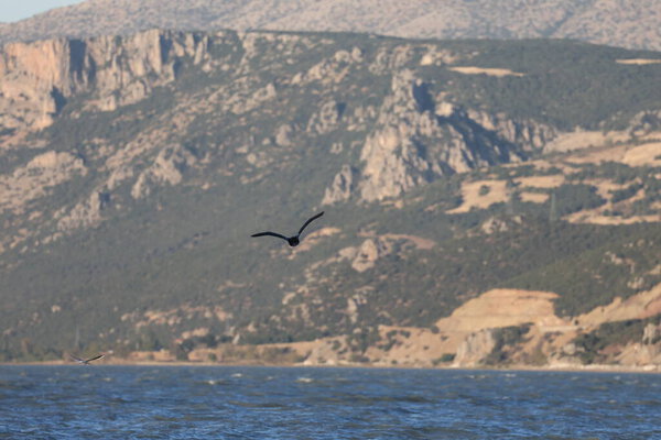 A bird above the water, a cormorant. a large black bird on a lake in Turkey.Mountainous lake scenery.High quality photo