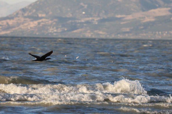 A bird above the water, a cormorant. a large black bird on a lake in Turkey.Mountainous lake scenery.High quality photo