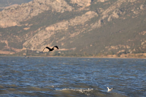 A bird above the water, a cormorant. a large black bird on a lake in Turkey.Mountainous lake scenery.High quality photo