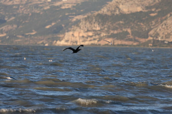 A bird above the water, a cormorant. a large black bird on a lake in Turkey.Mountainous lake scenery.High quality photo