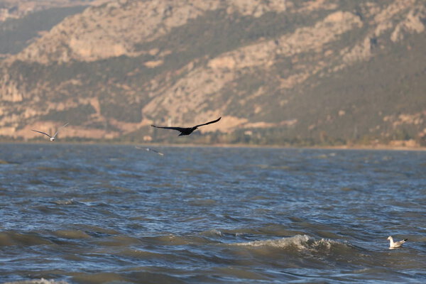 A bird above the water, a cormorant. a large black bird on a lake in Turkey.Mountainous lake scenery.High quality photo