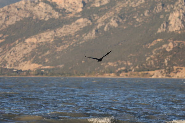 A bird above the water, a cormorant. a large black bird on a lake in Turkey.Mountainous lake scenery.High quality photo