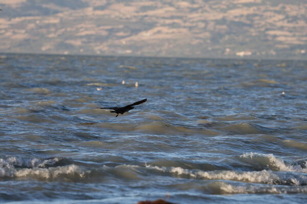 A bird above the water, a cormorant. a large black bird on a lake in Turkey.Mountainous lake scenery.High quality photo