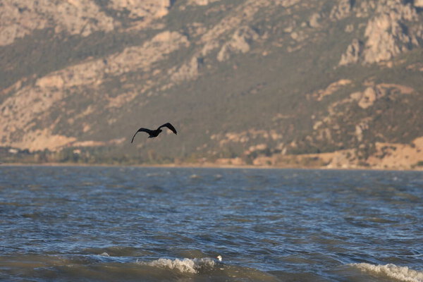 A bird above the water, a cormorant. a large black bird on a lake in Turkey.Mountainous lake scenery.High quality photo