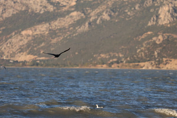 A bird above the water, a cormorant. a large black bird on a lake in Turkey.Mountainous lake scenery.High quality photo