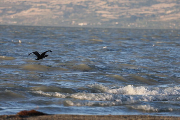 A bird above the water, a cormorant. a large black bird on a lake in Turkey.Mountainous lake scenery.High quality photo