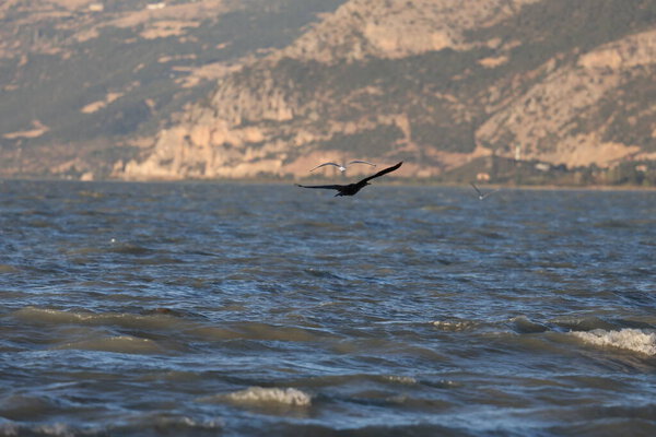 A bird above the water, a cormorant. a large black bird on a lake in Turkey.Mountainous lake scenery.High quality photo