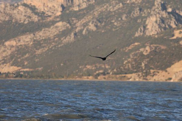 A bird above the water, a cormorant. a large black bird on a lake in Turkey.Mountainous lake scenery.High quality photo