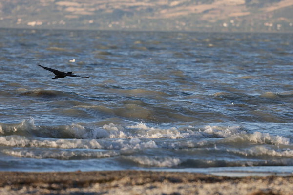 A bird above the water, a cormorant. a large black bird on a lake in Turkey.Mountainous lake scenery.High quality photo