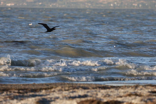A bird above the water, a cormorant. a large black bird on a lake in Turkey.Mountainous lake scenery.High quality photo