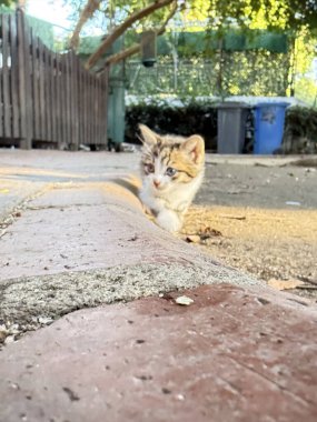Tekir kedicik dinleniyor. Çakıl taşlarının üzerinde üç renkli bir kedi. Açık hava taşı. Yüksek kalite fotoğraf