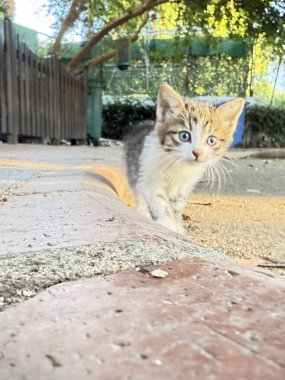 Tekir kedicik dinleniyor. Çakıl taşlarının üzerinde üç renkli bir kedi. Açık hava taşı. Yüksek kalite fotoğraf