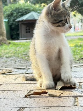 Tekir kedicik dinleniyor. Çakıl taşlarının üzerinde üç renkli bir kedi. Açık hava taşı. Yüksek kalite fotoğraf