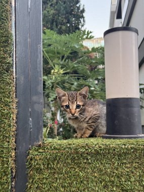 Bir evin arka planında kedi yavrusu. Açık havada gri bir kedi. Yüksek kalite fotoğraf