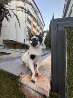 Kedi bakımevi. Siyah benekli beyaz kedi. Kaliteli fotoğraf.