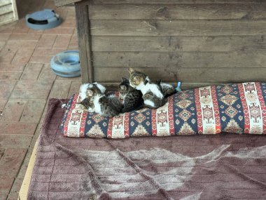 Yavru kediler dinleniyor. Yüksek kalite fotoğraf