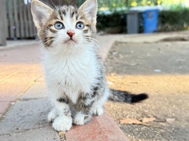 Tekir kedicik dinleniyor. Çakıl taşlarının üzerinde üç renkli bir kedi. Açık hava taşı. Yüksek kalite fotoğraf