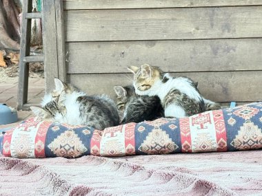 Yavru kediler dinleniyor. Yüksek kalite fotoğraf