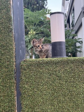 Bir evin arka planında kedi yavrusu. Açık havada gri bir kedi. Yüksek kalite fotoğraf