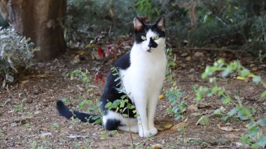 Kedi bakımevi. Siyah benekli beyaz kedi. Kaliteli fotoğraf.