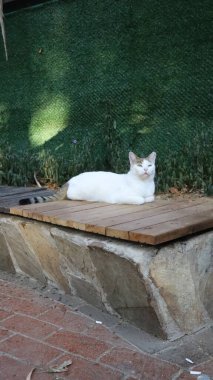 Kedi saklanmış çalılar. Yüksek kalite fotoğraf