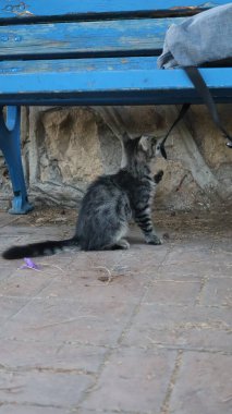 Kedicilik oynuyorum. Kedi yavrusu, bank. Gri kedi dışarıda. Yüksek kalite fotoğraf