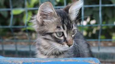 Kedicilik oynuyorum. Kedi yavrusu, bank. Gri kedi dışarıda. Yüksek kalite fotoğraf