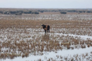 kendi habitatlarında bufalolar. Doğa koruma alanı, bataklık. Yüksek kaliteli fotoğraf.