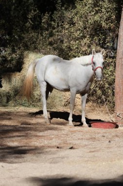 Beyaz at ayakta. Yüksek kalite fotoğraf
