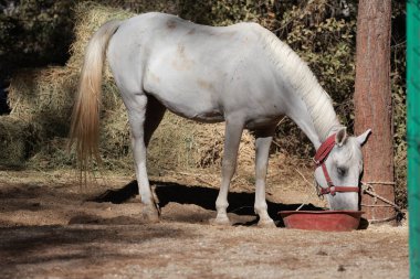 Beyaz at ayakta. Yüksek kalite fotoğraf