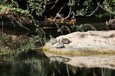 Kaplumbağalar yosun şelalesi. Kaplumbağa yerde. Yüksek kalite fotoğraf