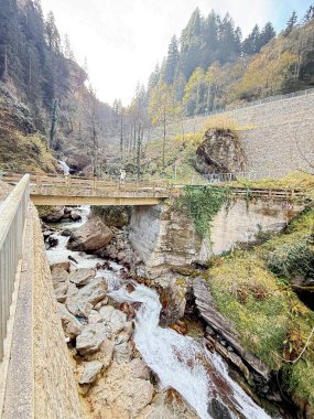 Forest stream bridge.Leafy forest pathway. High quality photo