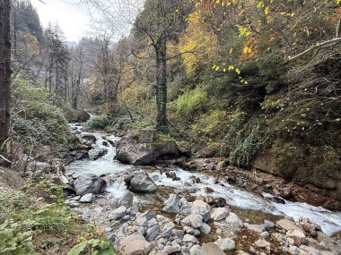 Mountain stream forest.Forest stream .Leafy forest pathway. High quality photo