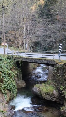 Forest stream bridge.Leafy forest pathway. High quality photo