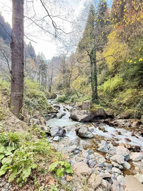 Mountain stream forest.Forest stream .Leafy forest pathway. High quality photo