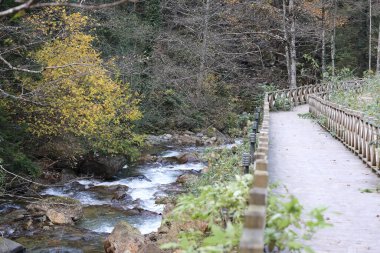 Mountain stream forest.Forest stream .Leafy forest pathway. High quality photo