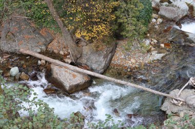 Mountain stream forest.Forest stream .Leafy forest pathway. High quality photo
