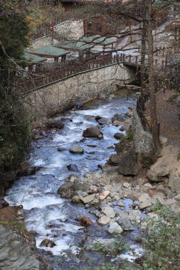 Mountain stream forest.Forest stream .Leafy forest pathway. High quality photo