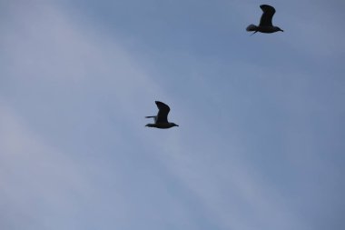 Uçan martılar gökyüzünde. Kaliteli fotoğraf.