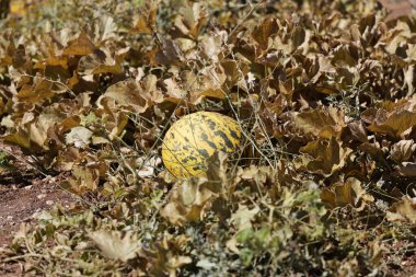 Kavunlar kuru yapraklar. Yüksek kalite fotoğraf