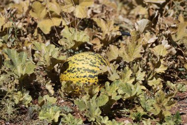 Kavunlar kuru yapraklar. Yüksek kalite fotoğraf