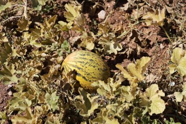 Kavunlar kuru yapraklar. Yüksek kalite fotoğraf